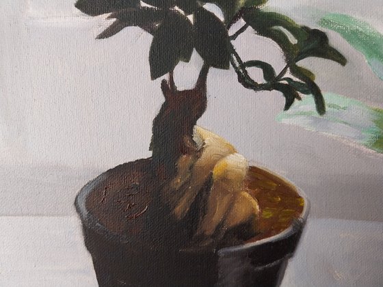 Bonsai