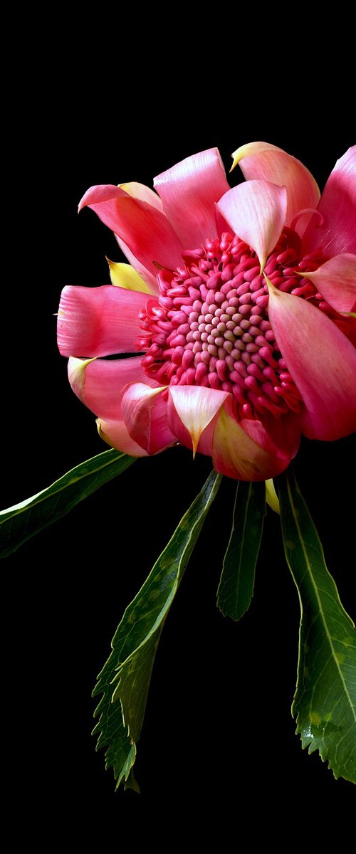 Pink Waratah - Shady Lady by Nadia Culph