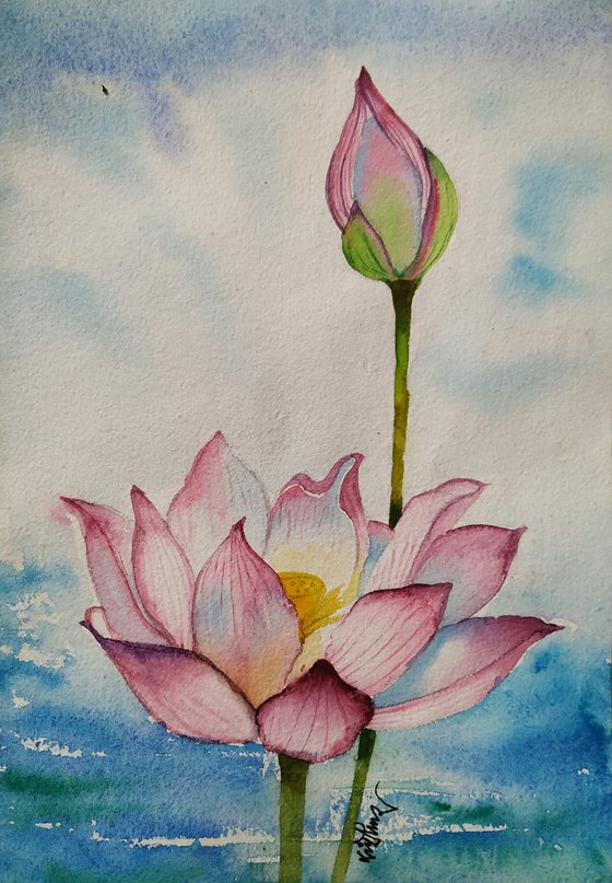 Water lily