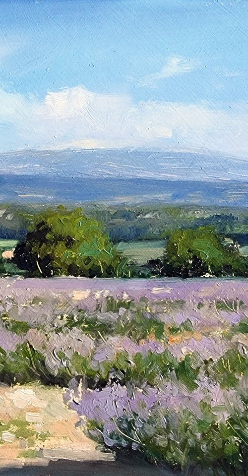 Lavender Field near the Ventoux by Pascal Giroud