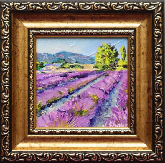 Lavender Fields