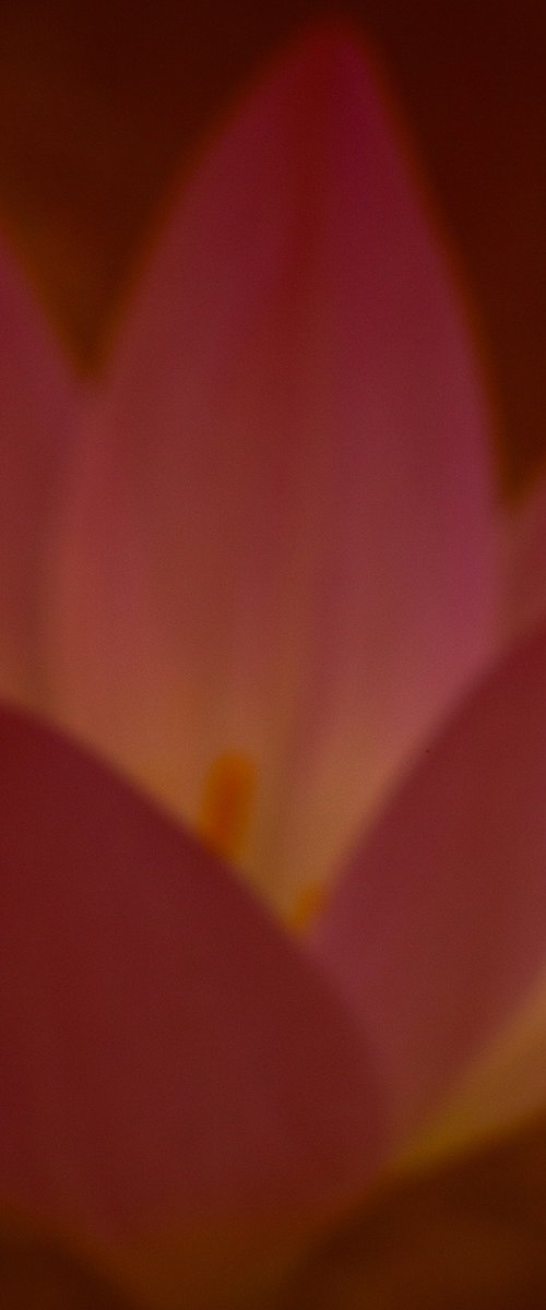 Red Flower by Jan Walczewski