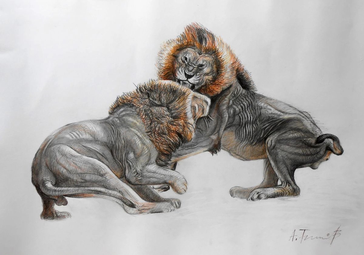 Lion Fight Drawing 2 by Alexander Titorenkov