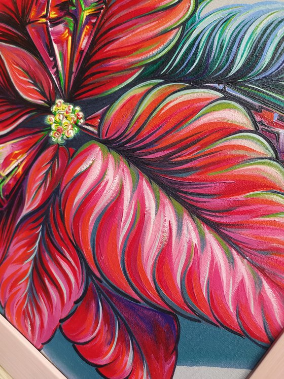 Poinsettia