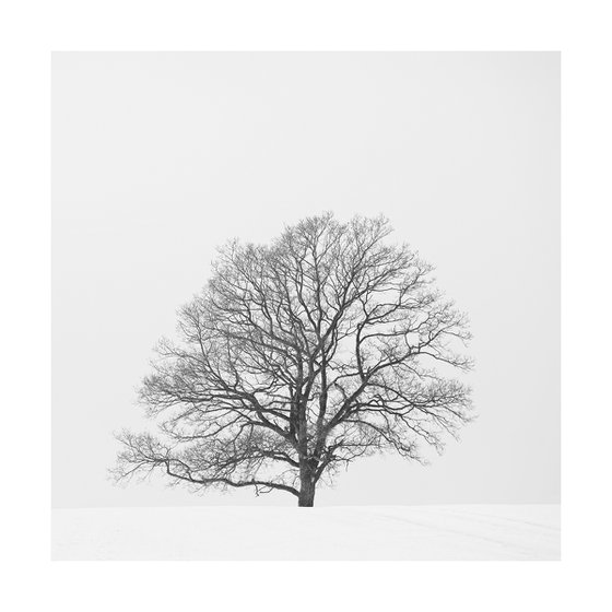 Hampshire Tree II