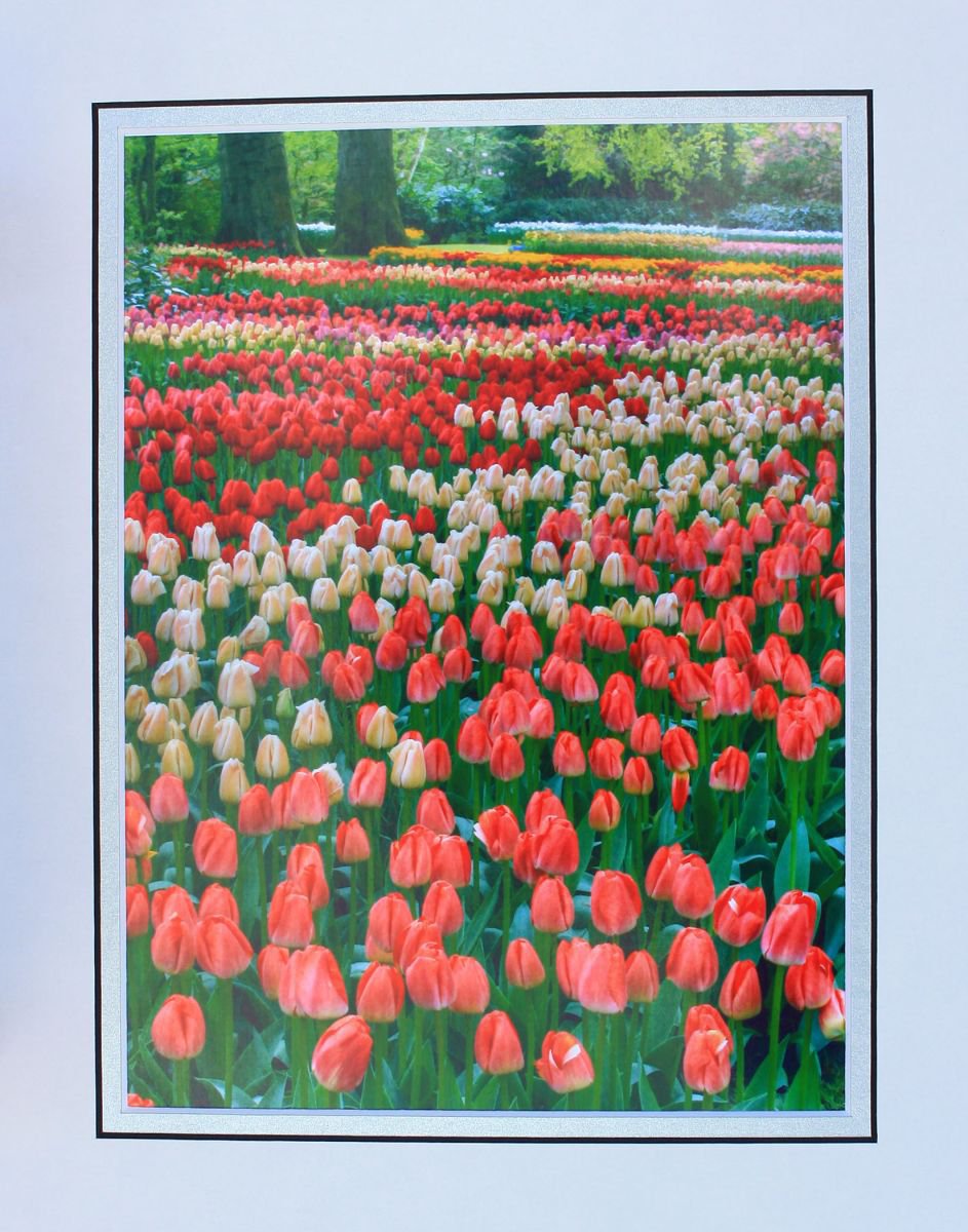 Tulips by Robin Clarke