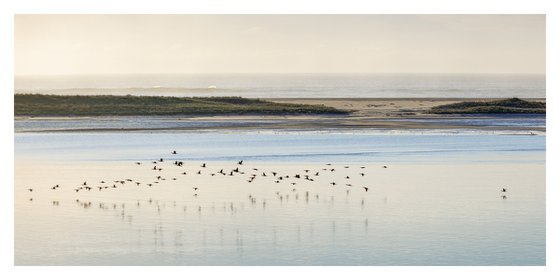 Cormorants, Monomoy - 40x20"