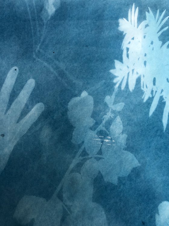 Hi There - Cyanotype