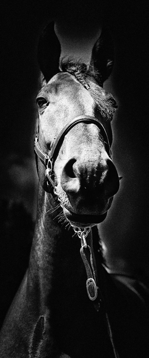 Noble Equus by Marc Ehrenbold