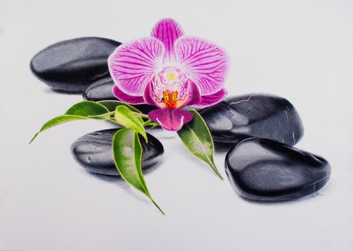Pebbles and Orchid by Dietrich Moravec