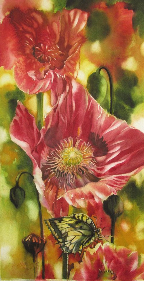 red poppy with butterfly by Alfred  Ng