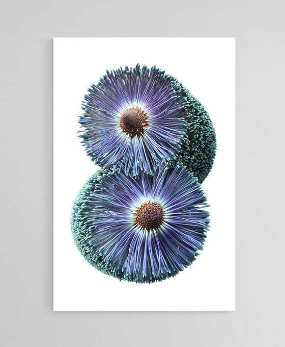 Paramour Banksia