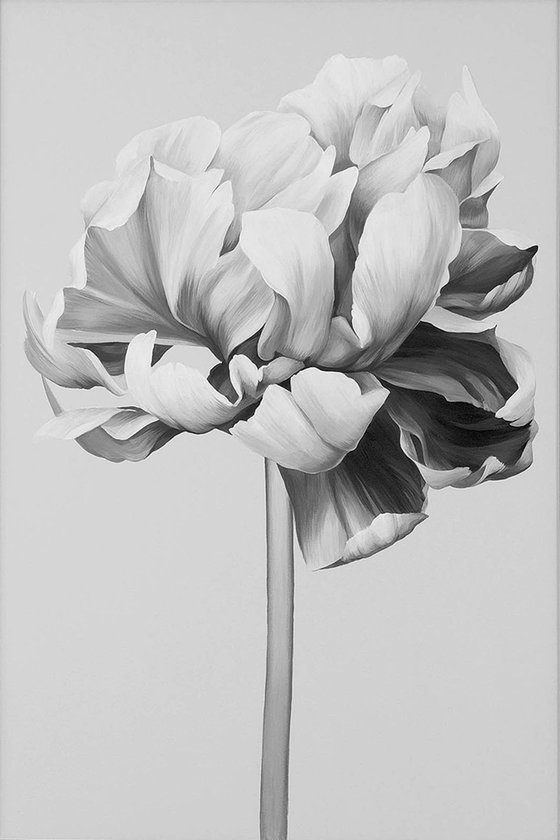 "Black and white peony" Black white flowers