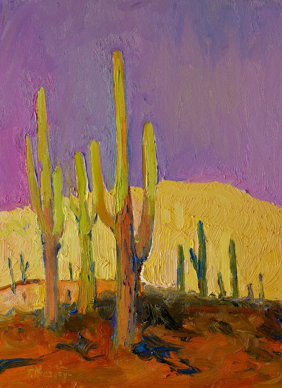Saguaros. Evening