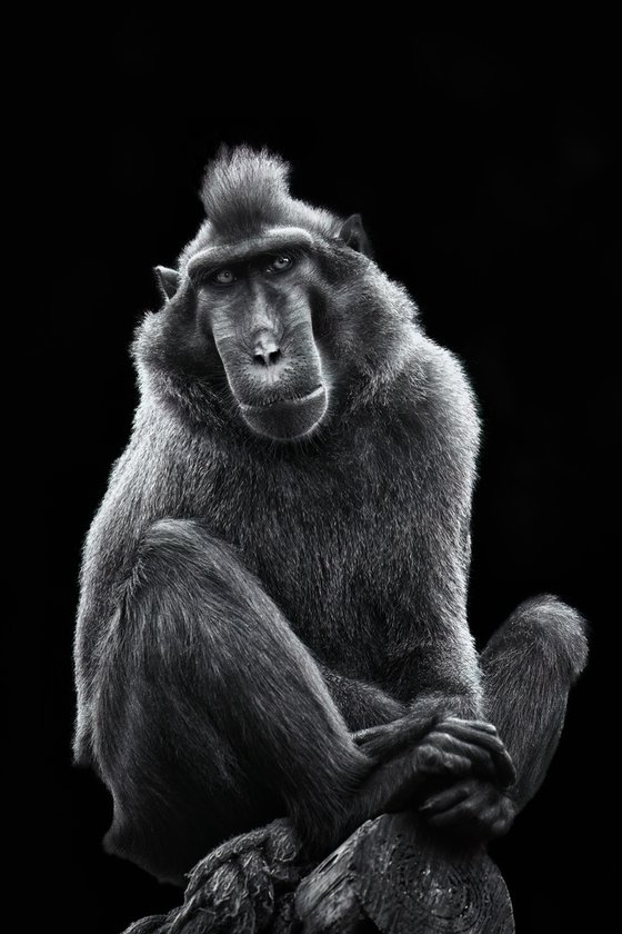SULAWESI BLACK CRESTED MACAQUE Monkey