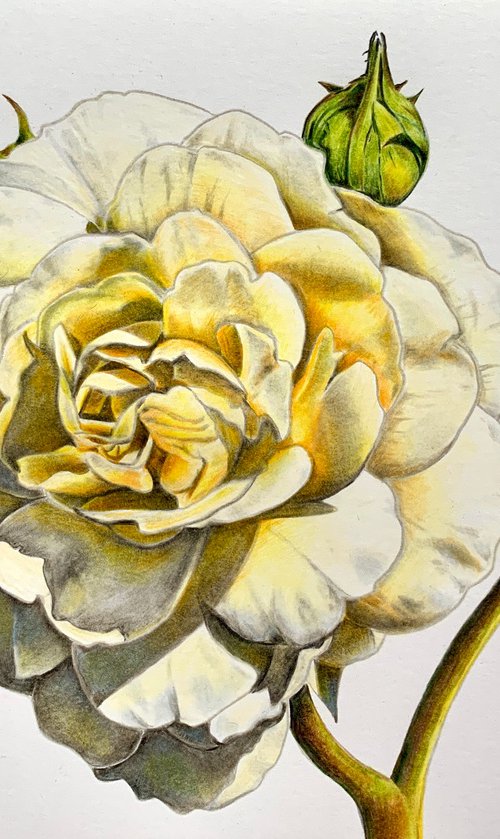 Cream rose by Karen Elaine  Evans
