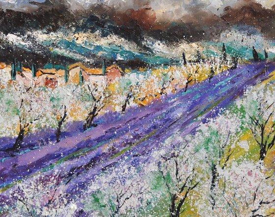 almond trees in Provence