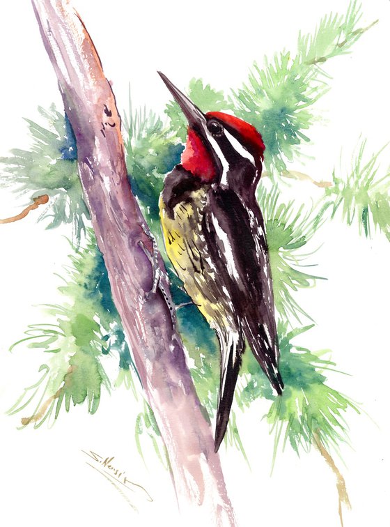 Sapsucker