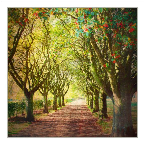 Tree Alley by Martin  Fry