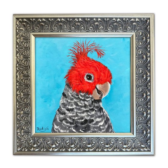 Gang-gang cockatoo portrait