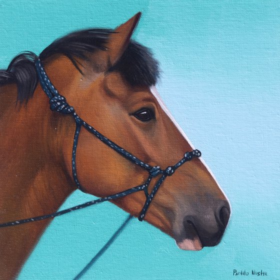 Horse Portrait 57