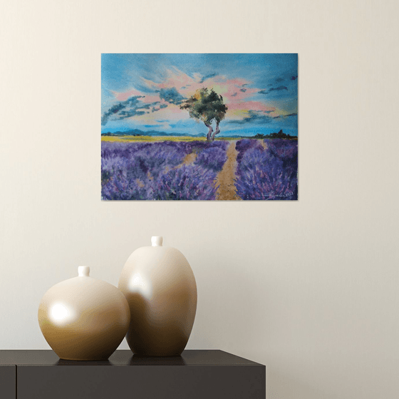 The fields of lavender
