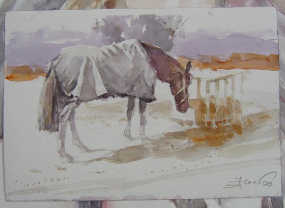 Horse  with a blanket