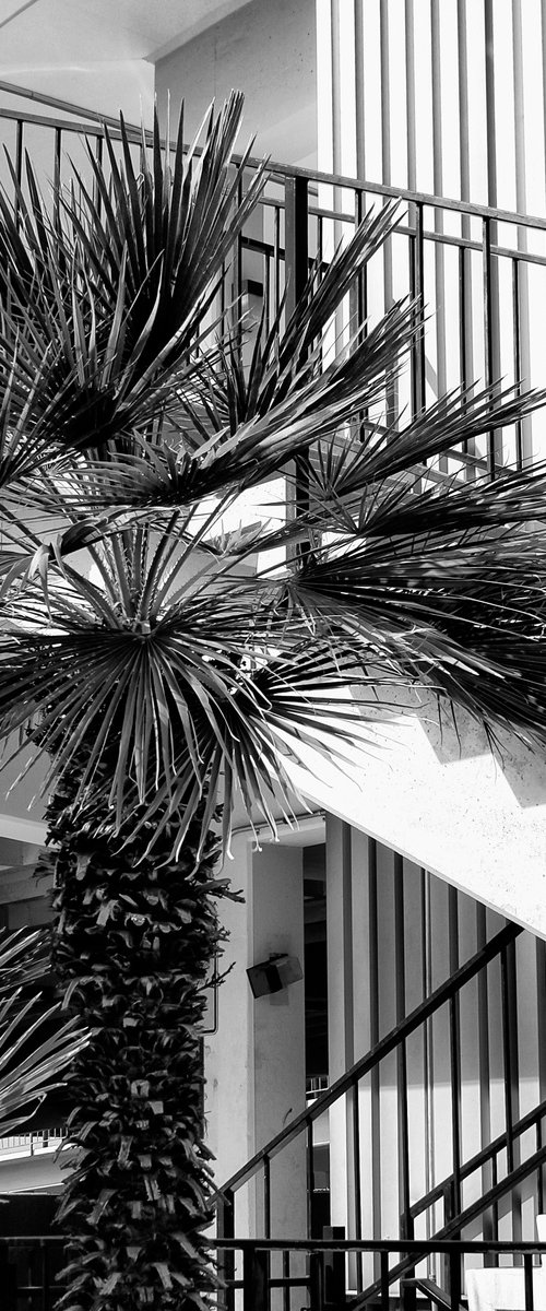 STAIRS OF PALM SPRINGS by William Dey