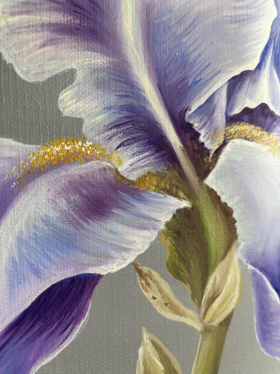 Blue iris