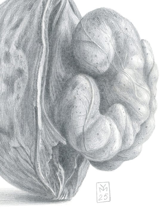 Walnut, Upright