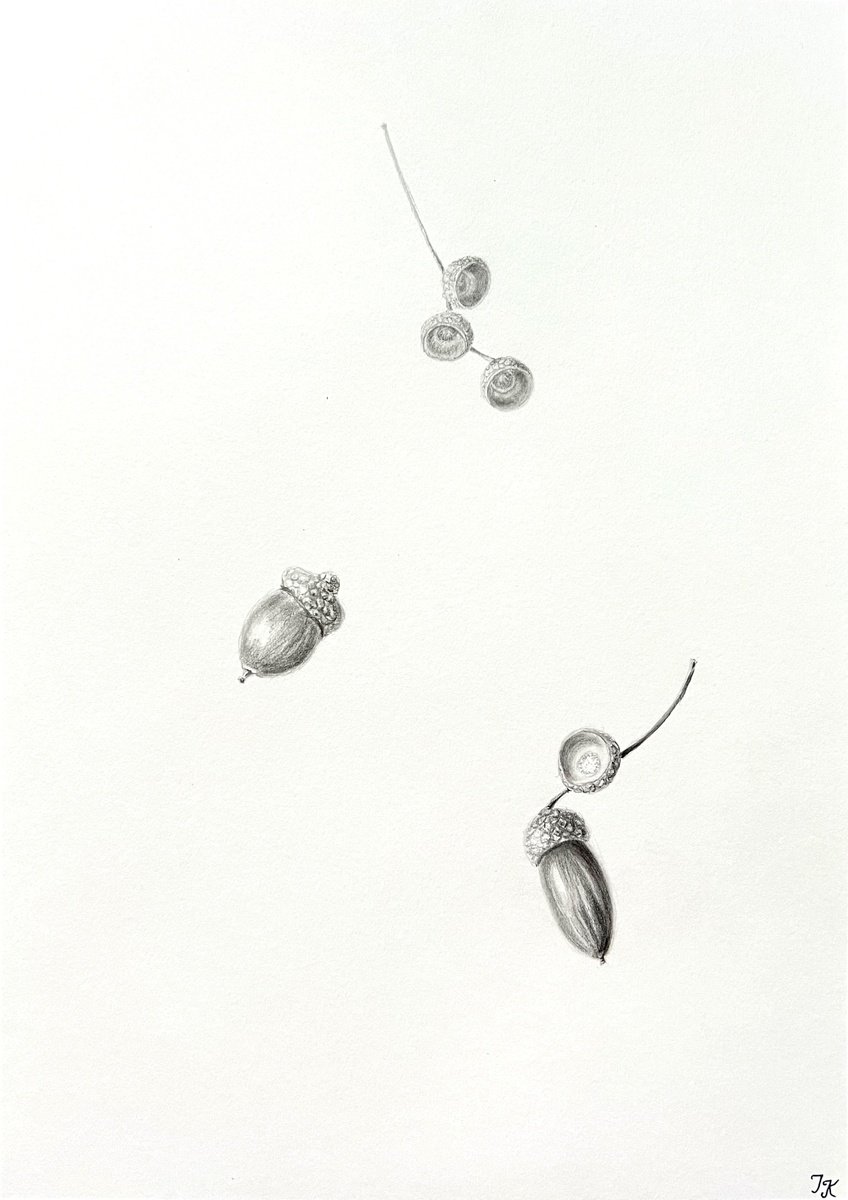 Photorealistic Still Life Pencil Drawing By Tetiana Kovalova, 8 X 12", Acorns, Original Artwork