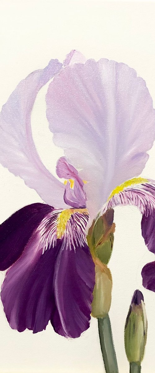 From the Series Iris flowers, Ritter-Schwertlilie by Nataliia Krykun