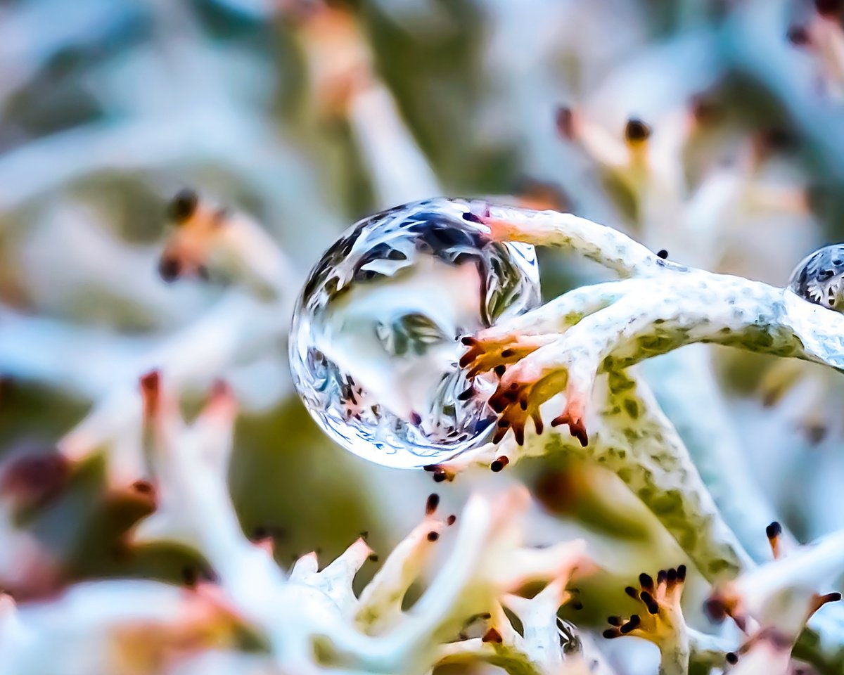 INSIDE THE DROP - MACRO PHOTO OF A DROP IN LICHENS, LIMITED EDITION PRINT by Inna Etuvgi