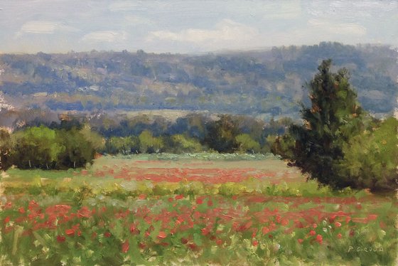 Poppies Field