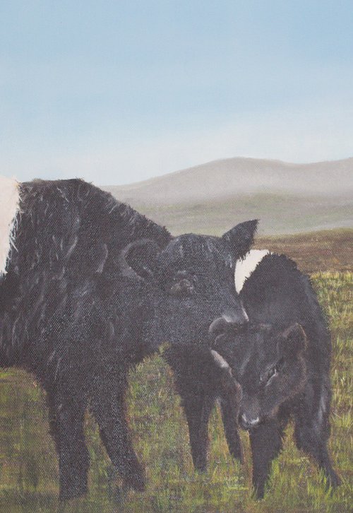 Belted Galloways by Deborah Jayne Palmer