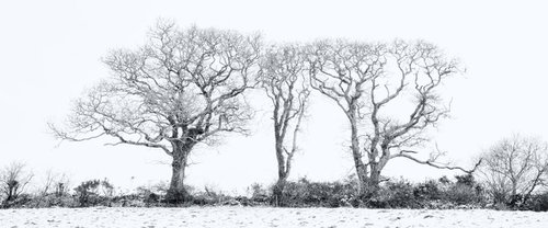 Three Winter Trees by Paul Nash