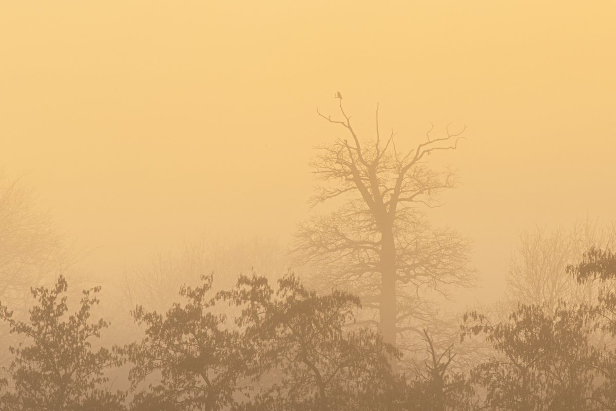 foggy landscape 10 by Jochim Lichtenberger