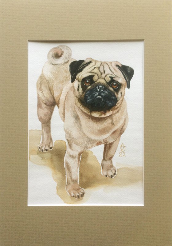 Pug