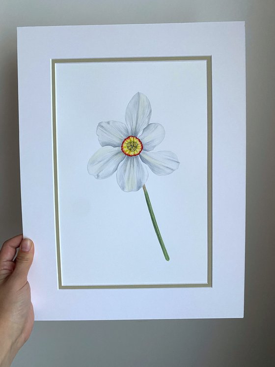 Daffodil flower