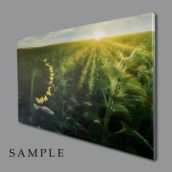 Golden Silence IV – Fading Glow