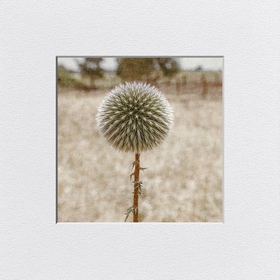 Echinops blooming in the garden