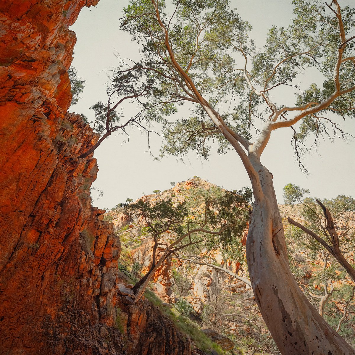 Cooinda by Nick Psomiadis