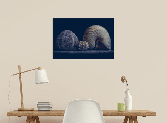 Anemone's and Nautilus shell