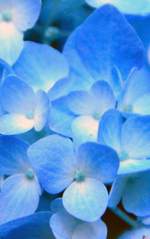 Blue Hydrangea by Brian O'Kelly