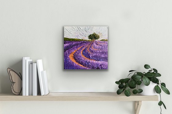 Lavender fields