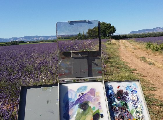 Summer fields in Haute-Provence