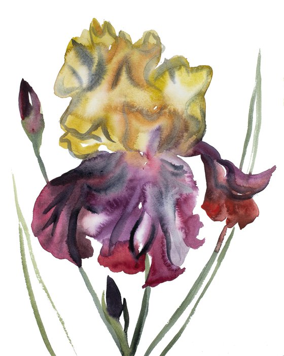 Iris No. 119