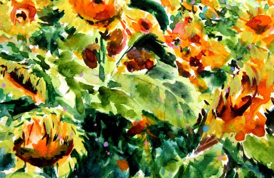 Sunflowers field