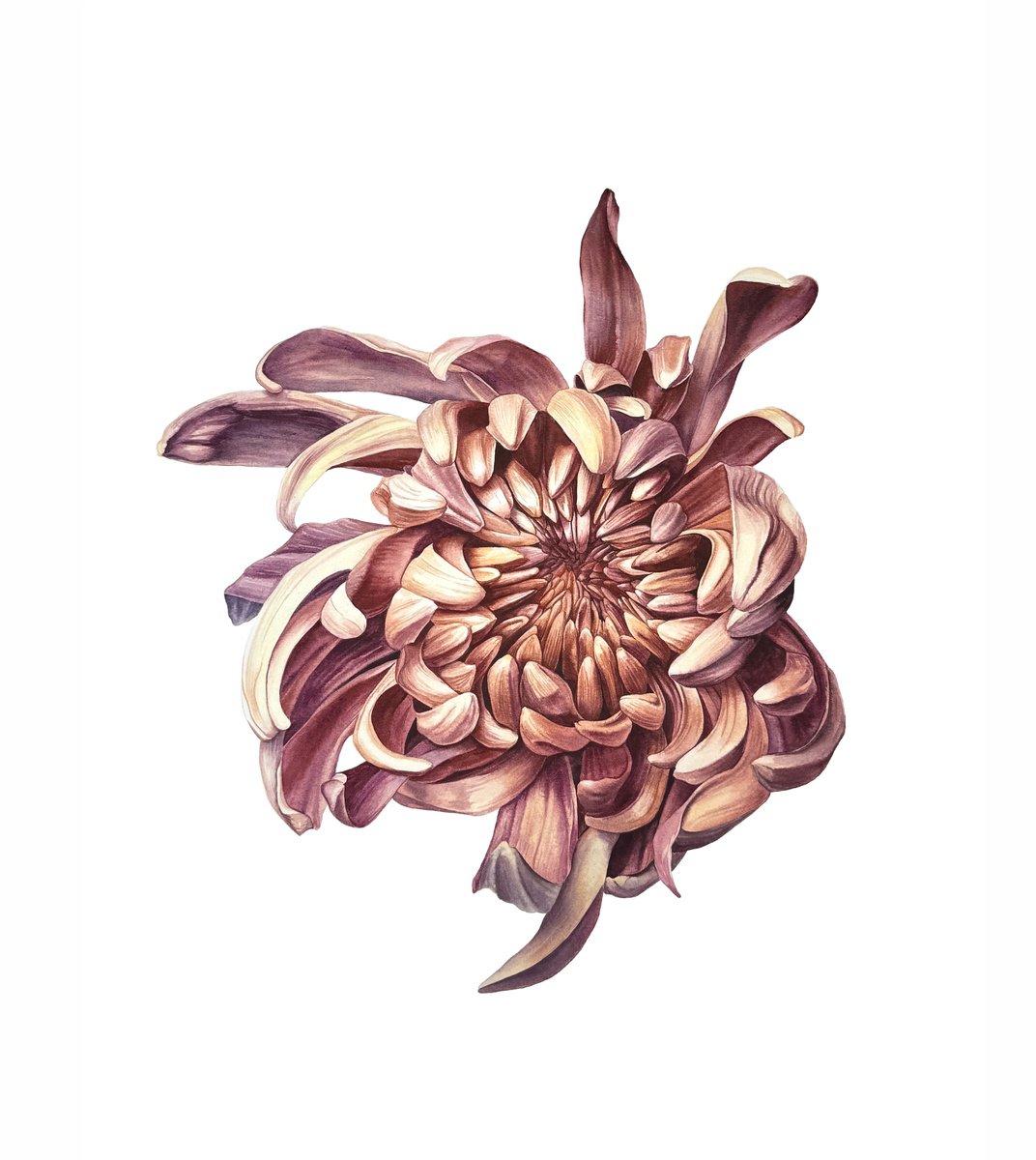 Photorealistic Botanical Watercolour By Yuliia Prokopchuk, 20 X 22", Autumn Chrysanthemum Painting, Original Artwork