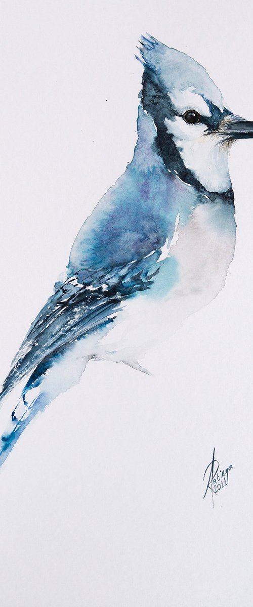 Blue Jay by Andrzej Rabiega